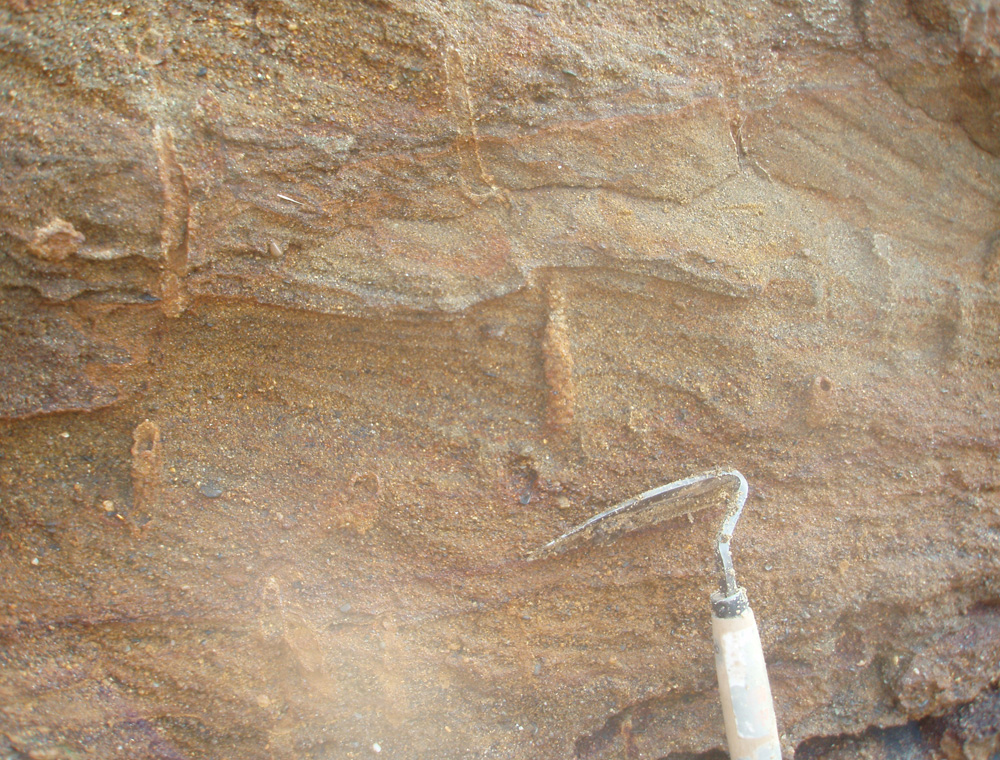 地層中に見られる生痕化石